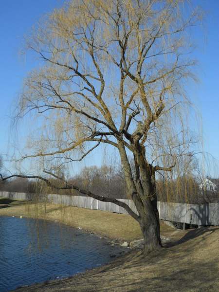 Filename: willow-leafless-2.jpg
Size: 39.01 KB
Today, 01:25 PM