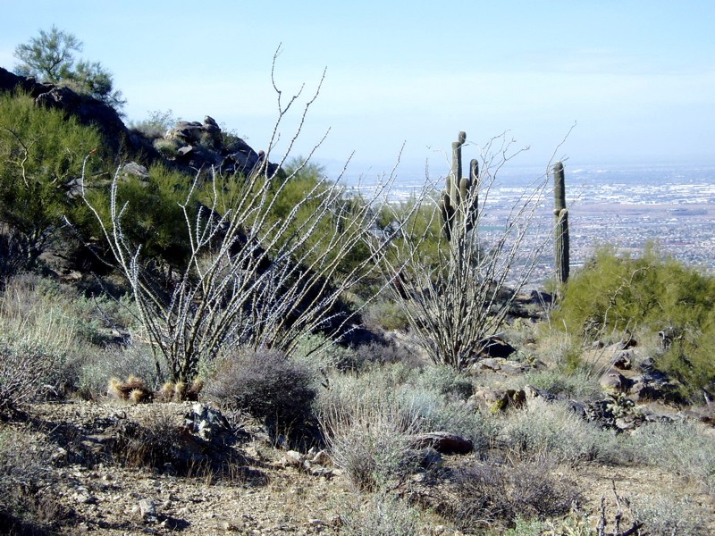 Filename: ocotillo1.jpg
Size: 216.44 KB
Today, 08:04 AM
